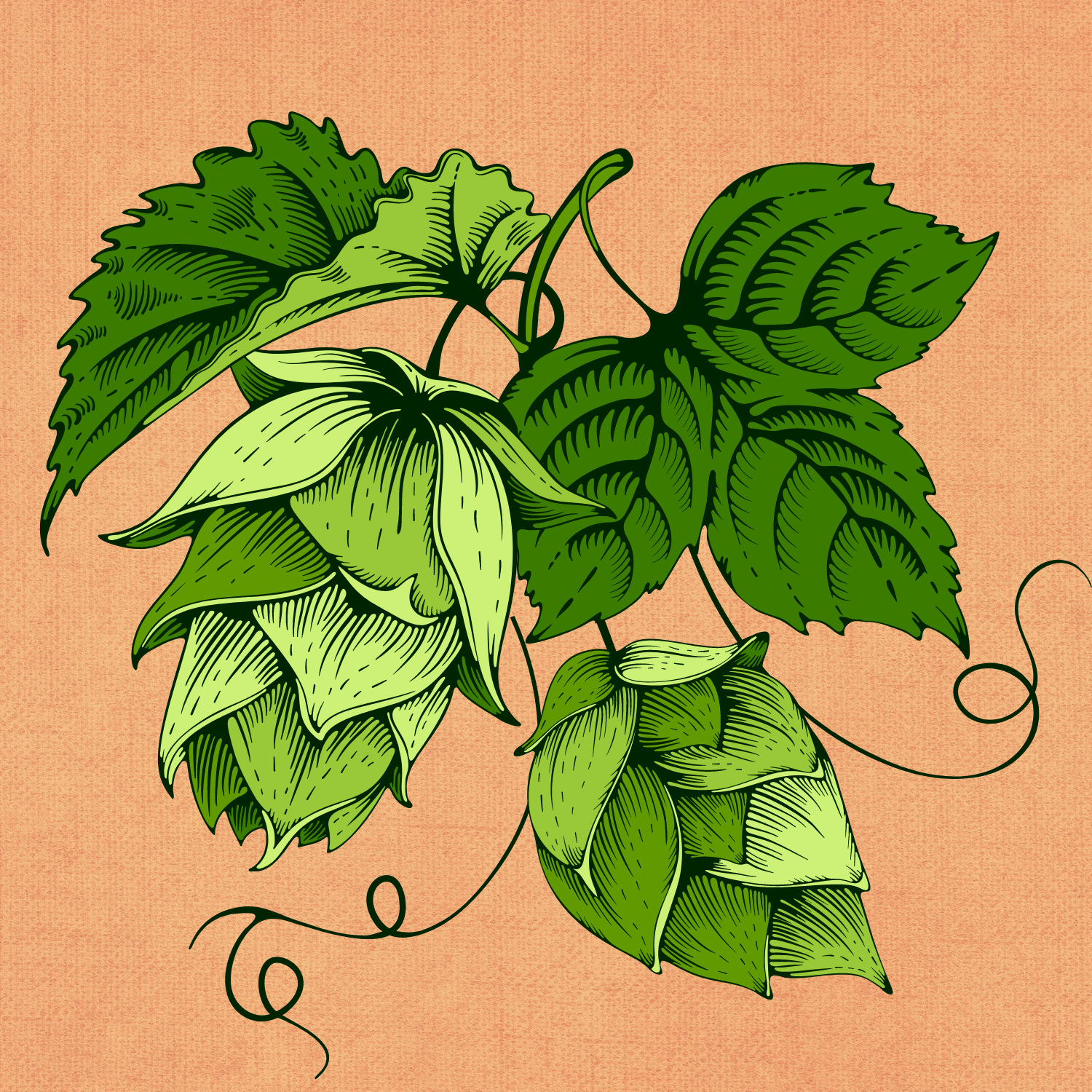 hop illustration
