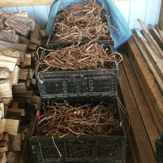 So many rhizomes!