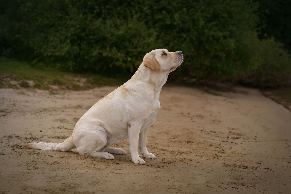 2026-Dogs-Wegener-9341-Bearbeitet