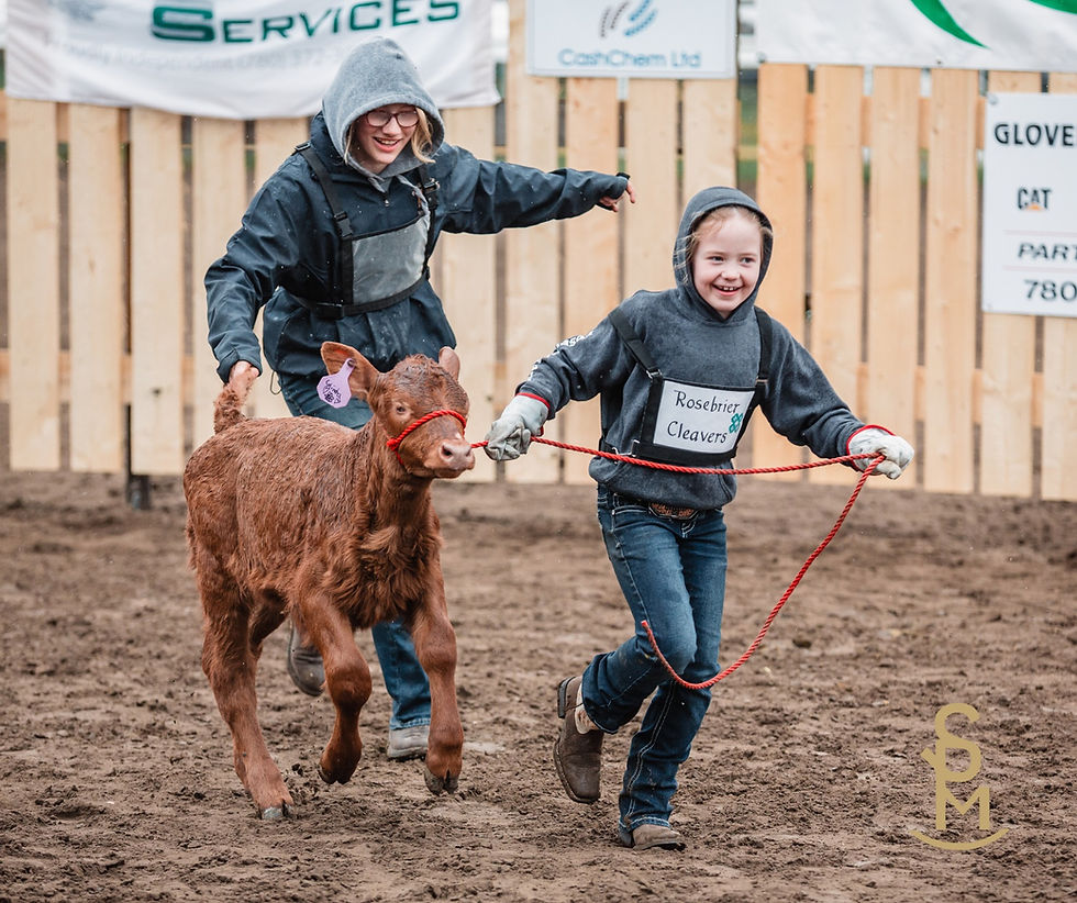 4-H members show their calf project at the Wetaskiwin Show and Sale.