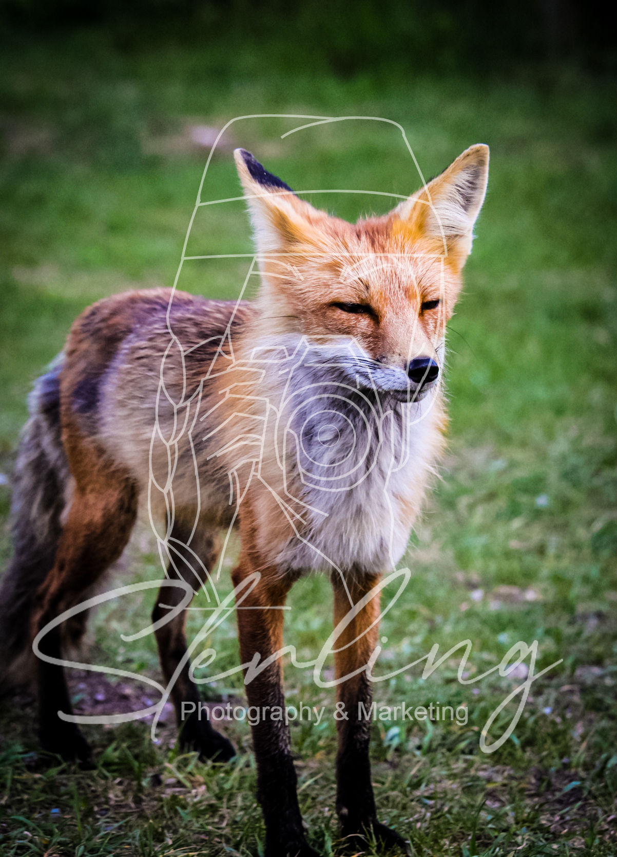 A Foxy Smile