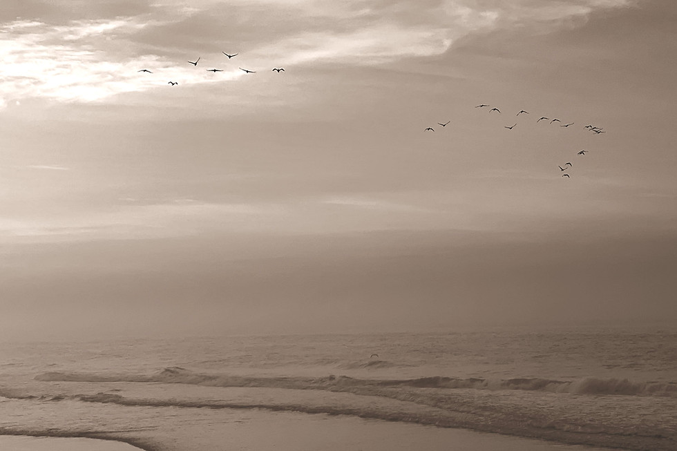 birds 1 .jpeg