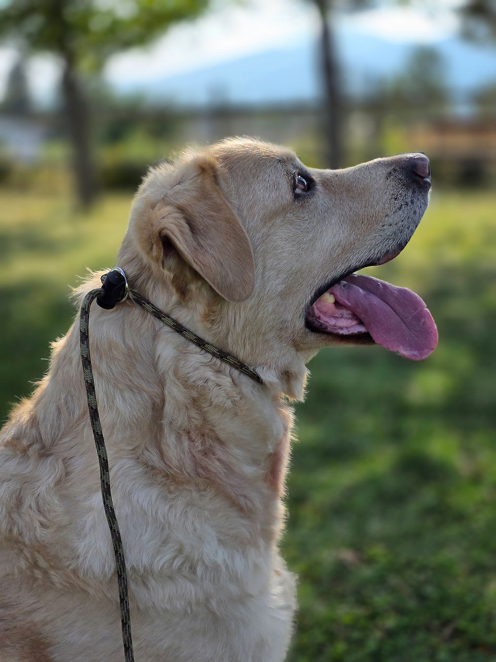 Thumbnail: Blonde Labrador dog panting outside with a red leash in sunny weather