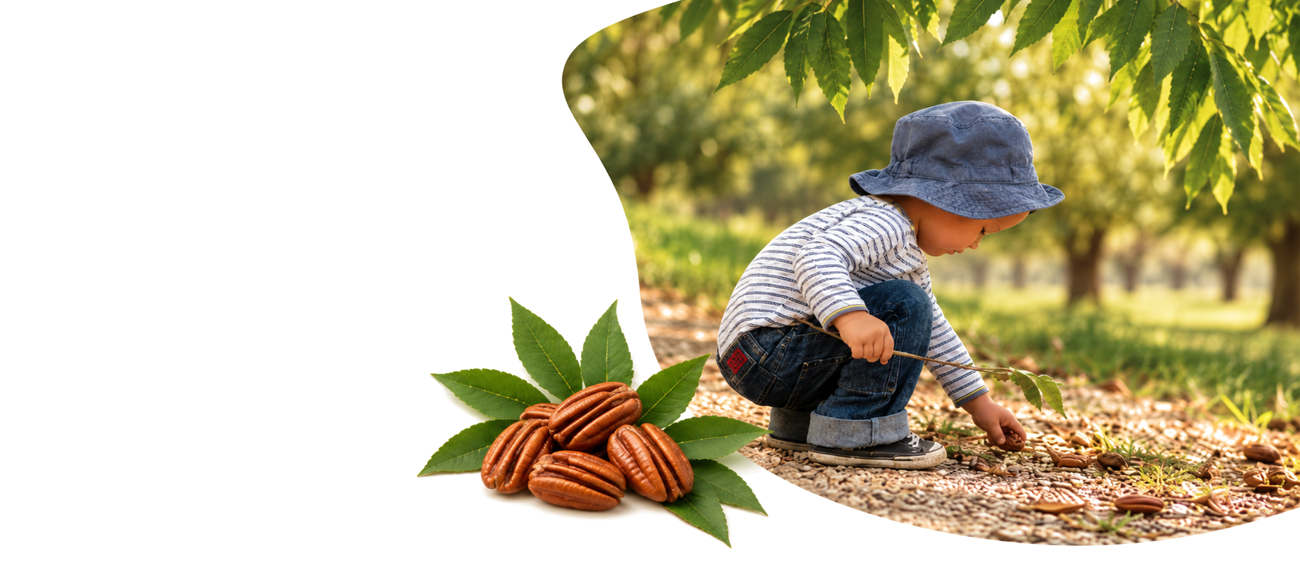 Young child exploring beneath pecan tree branches
