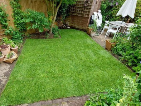 How long does it take for my new turf to root...?