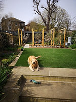 New Lawn, Planting Olive Trees