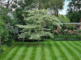 Perfectly Mowed Lawns
