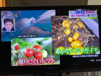 食品表示基準の表示対象とはしない!ゲノム編集食品