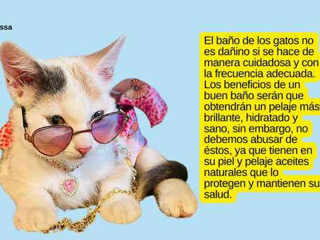 ¿Con qué frecuencia Debo bañar a mi gato?