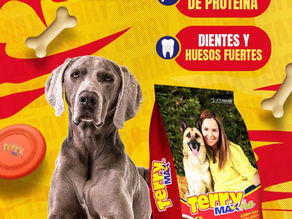 ¡Cuidado con las travesuras de tu perro! Guía para prevenir obstrucciones digestivas por tragarse objetos