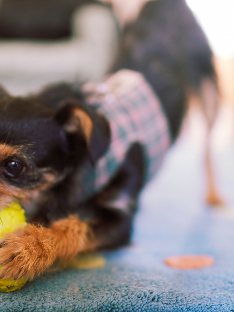 problemas ortopédicos en perros pequeños: Es muy importante dar los cuidados en su etapa de crecimiento para satisfacer sus necesidades específicas
