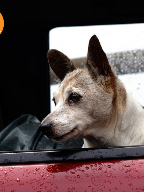 Las enfermedades más comunes en época de lluvia