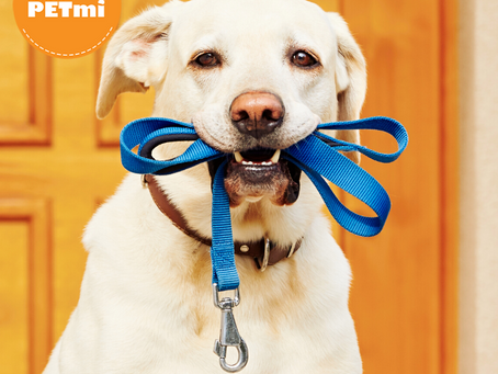 7 errores al pasear a nuestro perro que cometemos comúnmente