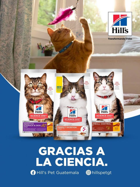 Alimenta a tu amigo peludo con que cuida la salud digestiva de tu gato.