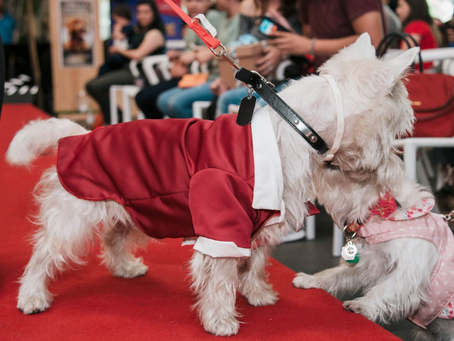 Mucha alegría y diversión se vivió en el Westie Party Red Carpet