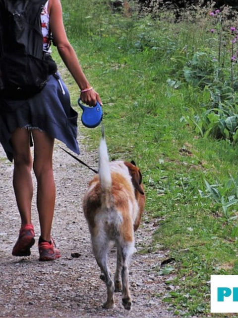 ¿Por qué mi perro hala de la correa al salir a caminar? 5 consejos para solucionarlo fácilmente