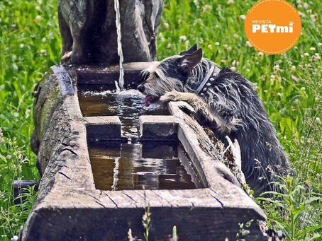 ¿Tu mascota toma agua limpia? Consejos importantes en el consumo de agua