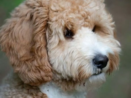 ¡Regreso de vacaciones sin pulgas! 🐱🏕️ El secreto para un enero feliz