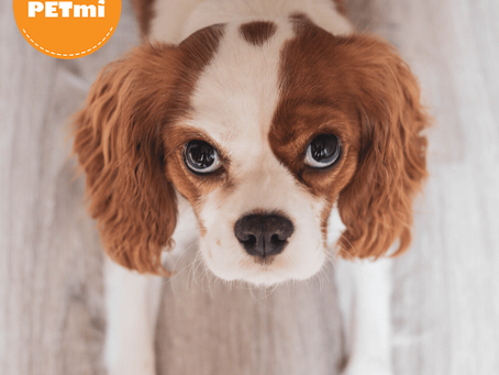 Humanizar a los perros es un atentando a su Bienestar