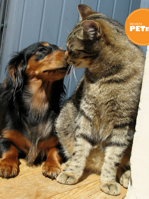 una nueva mascota despues del luto (1)