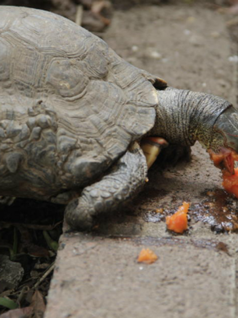 tortugario museo miraflores guatemala