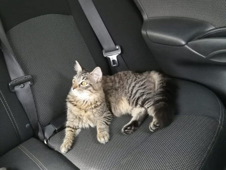Uber Cats el nuevo servicio que ofrece un joven guatemalteco