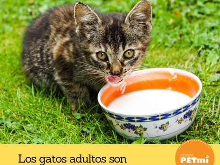 10 datos curiosos sobre perros y gatos