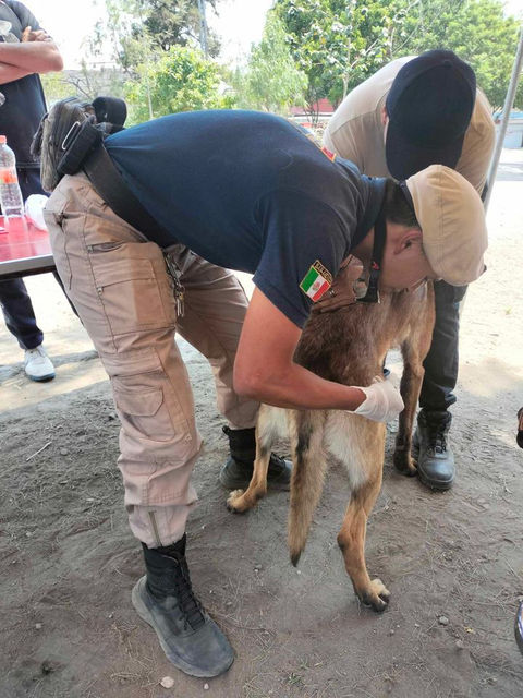 PRIMEROS AUXILIOS para perros