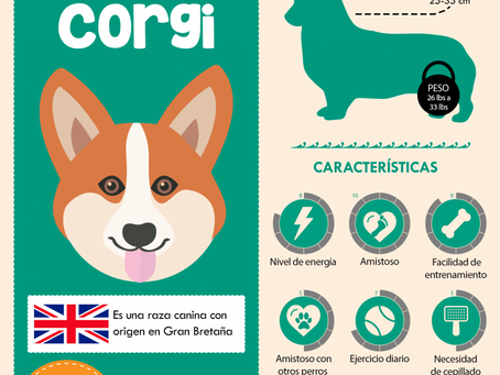 Corgi Galés de Pembroke