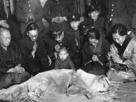 Hachiko: el perro que conmovió al mundo con su devoción