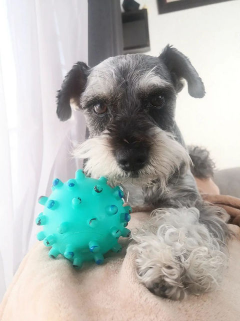 Tobias: El cambio de mi vida, al ser adoptado #historiasperrunas