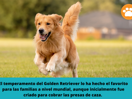 Raza de Perro: El Golden Retriever