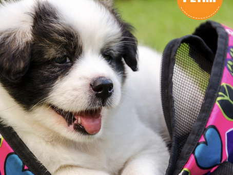 6 Beneficios extraordinarios  de tener un perro