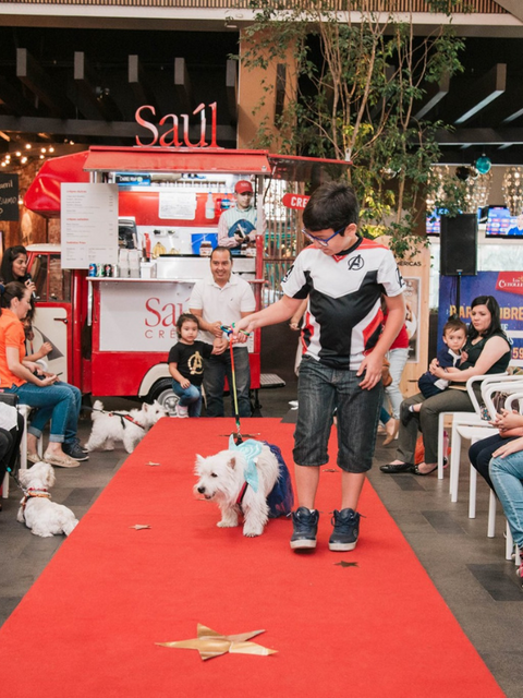 Westie Party Red Carpet