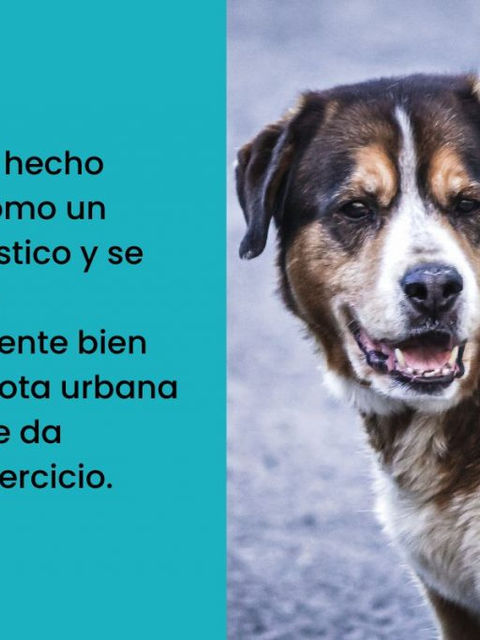 Raza de perro: El Aïdi de Marruecos