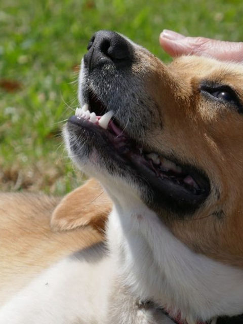 ¿Cómo rescatar a un perro? Lo que debemos saber de los ANIMALES RESCATADOS