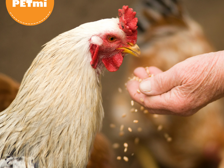 10 de Diciembre Día Internacional de los Derechos de los Animales