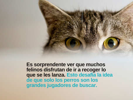 ¡A Jugar! Estudio revela que 4 de cada 10 gatos disfrutan del juego de buscar objetos