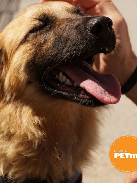 Un perro educado, un hogar feliz... Quieto o Stay