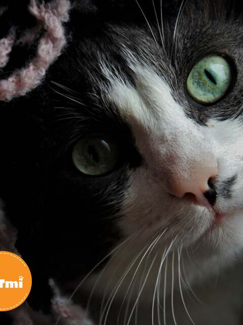 Lo que sufren los Gatos por la pirotecnia