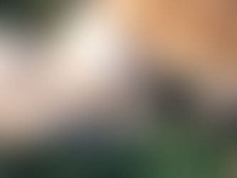 6 Tips para mantener a tu mascota protegida en verano