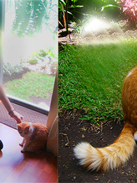 Alan Tenenbaum, escritor, motivador y amante de mascotas