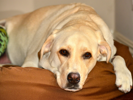 Problemas gastrointestinales en mascotas