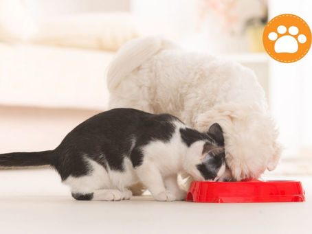 La importancia de cuidar la salud Gastrointestinal de perros y gatos