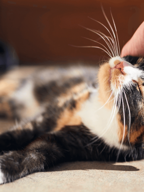 Reducción del estrés.
Cómo las mascotas ayudan a combatir la depresión, beneficios terapéuticos