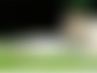 Problemas de piel en gatos: lo que todo dueño debe saber