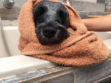 Agrosafari Grooming Academy