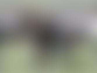 "Tira" La cebra que revoluciona las redes por su curioso aspecto