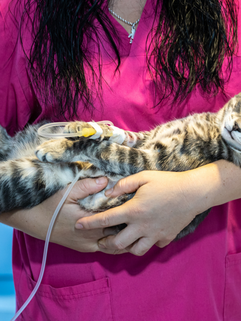 (VIF) Virus de la inmunodeficiencia felina o SIDA Felino