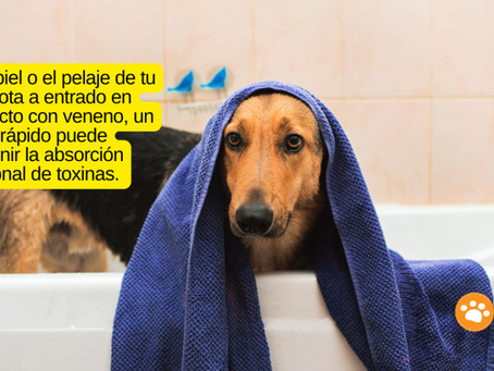 Primeros auxilios para mascotas intoxicadas: 6 remedios caseros para tranquilizarte antes de llegar al veterinario